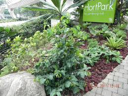 Image result for Pleiocarpa