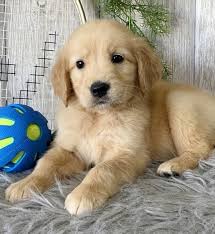 Medium labradoodle puppies located in belleview, fl. Price Golden Retriever Puppy 648859 Puppyspot