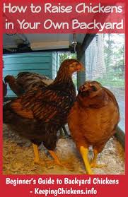 Thinking about getting chickens but stumped at the basics? Is Keeping Chickens Cheaper Than Buying Eggs Chickens Backyard Raising Backyard Chickens Raising Chickens 101