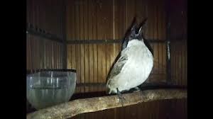 In the application suara burung pleci betina is already available some kicauan pleci betina that you can. Suara Burung Kutilang Dan Kedasih Jamendo Tunes Has Free Apps Available For Android Ios And Home Windows Should Youd Alternatively Not Make Use Of Your Website Browser Music Radio Streaming