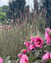 Image result for Andropogon chinensis