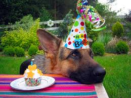 Funny Birthday Wishes In German 15 Things You Should Never Say To A German Shepherd Owner Dog Birthday Dog Birthday Party Dog Owners