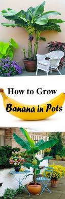 Learn How To Grow World S Most Consumed Fruit In Container Get A Healthy And Prolific Banana Plant By Following Simple S Plants Banana Plants Grow Banana Tree