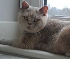 Even the paw pads might have some spotting. Candy Then And British Shorthair Cat Aurabeau Cats Facebook