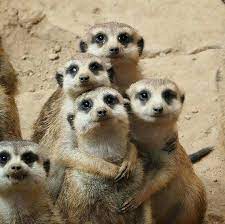 We Are Family Cute Animals Animals Animal Pictures