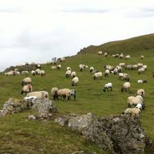 Pays Basque Moutons Aout 2014 Pays Basque Pays Basque
