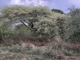 Image result for Acacia kirkii
