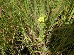 Image result for Alectra sessiliflora