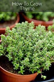 How To Grow Thyme Planting Herbs Thyme Plant Herbs