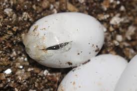 Do snakes have eggs or babies? Everything You Need To Know About Snake Eggs 10 Pictures