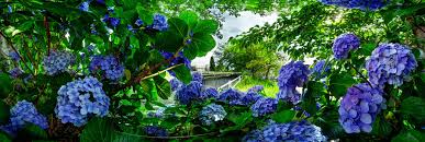 Though they require minimal care, the life expectancy of a hydrangea can fluctuate with care and environmental conditions. Hydrangea On The Banks Of The Nagao River 360 Panorama 360cities