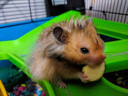 can hamsters eat peanut butter pet love that