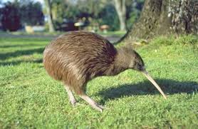 Kiwi Emu Birds That Cannot Fly Pin By Christine Themas On Tables Mariage Jk Kiwi Bird Flightless Bird Beautiful Birds