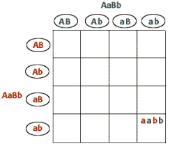 Worksheets are dihybrid cross biology key, chapter 10. Dihybrid Cross Worksheet Answers Nidecmege