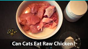 Cats can eat raw chicken, but it's not quite as straightforward as you might have hoped. Can Cats Eat Raw Chicken Or Is It Bad For Them