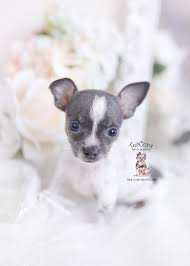 Mom weighs 5 pounds and dad weighs 4 pounds. Blue Merle Chihuahua Puppies Teacup Puppies Boutique