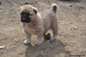 Kangal Kopek Yavrusu Fiyatlari 2019 Satilik Kangal Fiyatlari Ve Ilanlari Kangal Dunyasi 05443471021