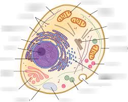 When you look at a typical animal cell with a light microscope it seems quite simple with only a few structures visible (see diagram 3.2). A Level Biology Structure Of A Typical Animal Cell Diagram Quizlet