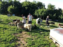 Created exclusively for smith & noble. On The 13th Of July We Enjoyed The Visit Of Mr Robert Smith And His Guests From Germany Mrs Barbara Nauheim And Mrs Jasmin Ellger And Mr Claudiu Dumitriu From Brasov