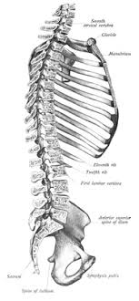 This lesson explains in detail human skeleton system. Axial Skeleton Wikipedia