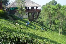 Wisata jember kebun teh gunung gambir. Lokasi Dan Harga Tiket Masuk Kebun Teh Wonosari Lawang Malang Serunya Ngeteh Di Padang Hijau Daka Tour