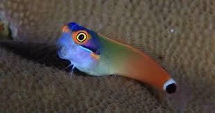 Aquarium Depot Fish Saltwater Fish Tanks Marine Fish