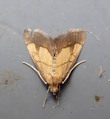 Image result for Evergestis limbata