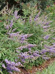 Image result for Vitex