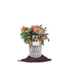 Sign up for tractor supply co. Plants Flowers At Tractor Supply Co