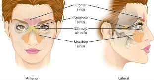 9 Natural Ways To Drain Congested Sinuses Effectively Sinus Surgery Sinus Headache Sinus Inflammation