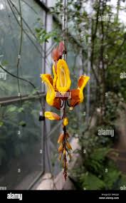 Image result for Thunbergia mysorensis