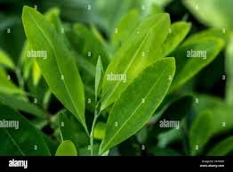 Image result for Erythroxylaceae