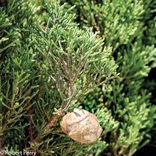 Image result for Cupressus sempervirens