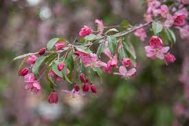 Discover 21 different flowering trees for your landscape. Trees For Small Spaces Small Garden Trees Hgtv