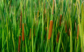 Image result for Typha