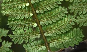Image result for Cyatheaceae
