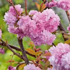 Our growers have the patience and skill to give your. Flowering Cherry Cheals Weeping Dobies
