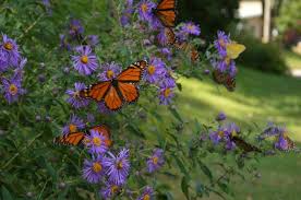Milkweed is probably not the limiting thing for monarch populations, dr. How To Make A Butterfly Garden