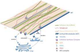 We did not find results for: Cell Wall Cytoskeleton And Cell Expansion In Higher Plants Sciencedirect