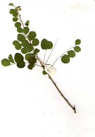 Image result for Phyllanthus pinnatus