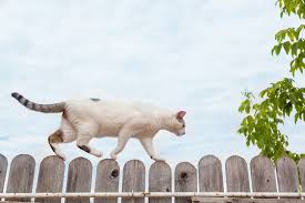 About 12% of these are pest control, 1% are fencing, trellis & gates. How To Keep A Cat From Jumping A Fence For Good 2021 Own The Yard