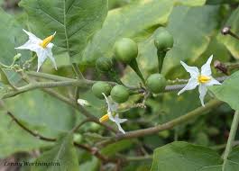 Image result for Solanum torreanum