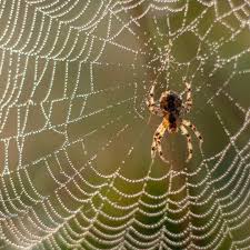 You can also upload and share your favorite 1080x1080 anime pictures wallpapers. Spiders In Virginia Which Types You Ll Find Extermpro