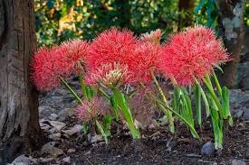 Image result for Scadoxus multiflorus