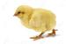 Easter Chick Hatching