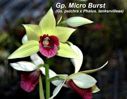 Image result for Phaius
