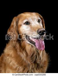Golden retriever rüden wiegen 32 bis 40 kg und hündinnen 28 bis 36 kg. Golden Retriever Zunge Raus Ein Golden Retriever Isoliert Auf Schwarz Canstock