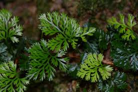 Image result for Hermannia parvula