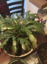 Christmas cactuses need to experience a drop in temperature to tell the plant that it's time to why is my christmas cactus blooming in october? My Christmas Cactus Is Turning Purple On The Ends And The Leaves Have Started Falling Off I Ve Had It For About 5 Years Now What Am I Doing Wrong After All This
