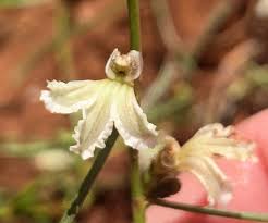 Image result for Viridivia suberosa